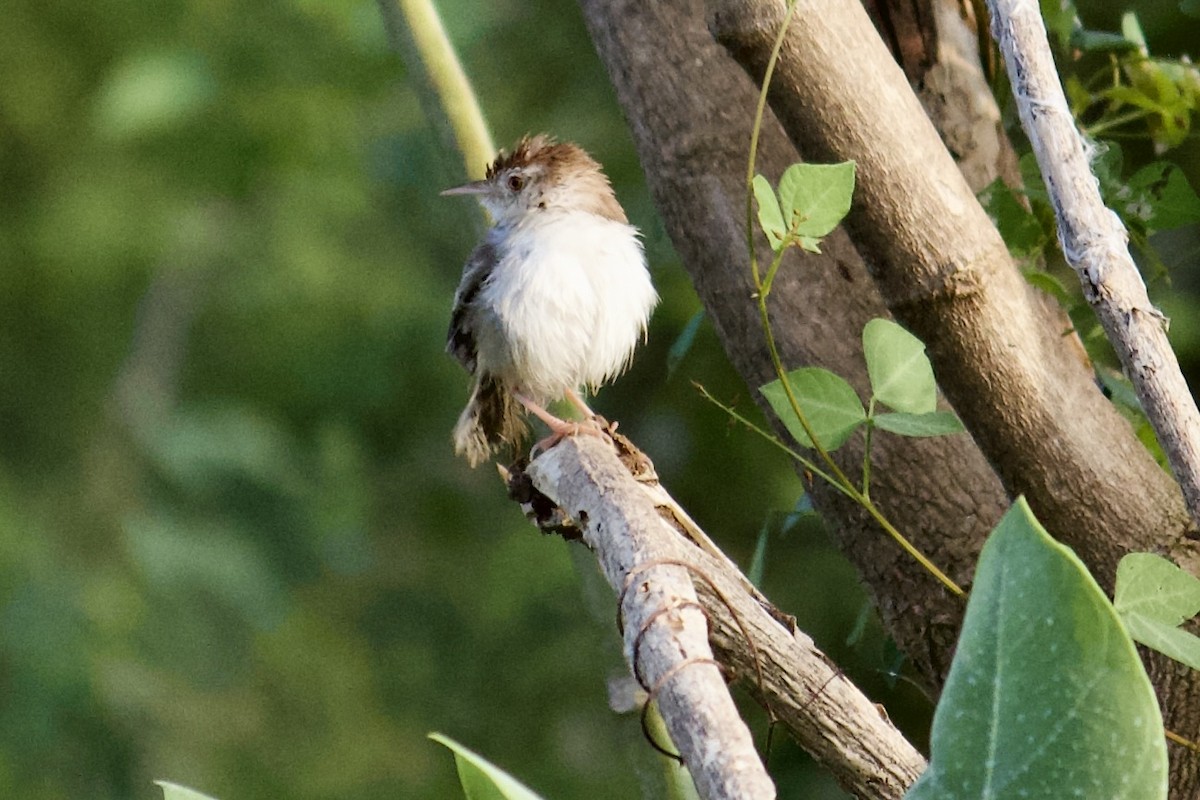 Prinia à front roux - ML641854461