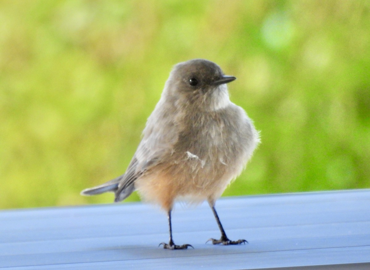 Say's Phoebe - ML641854471