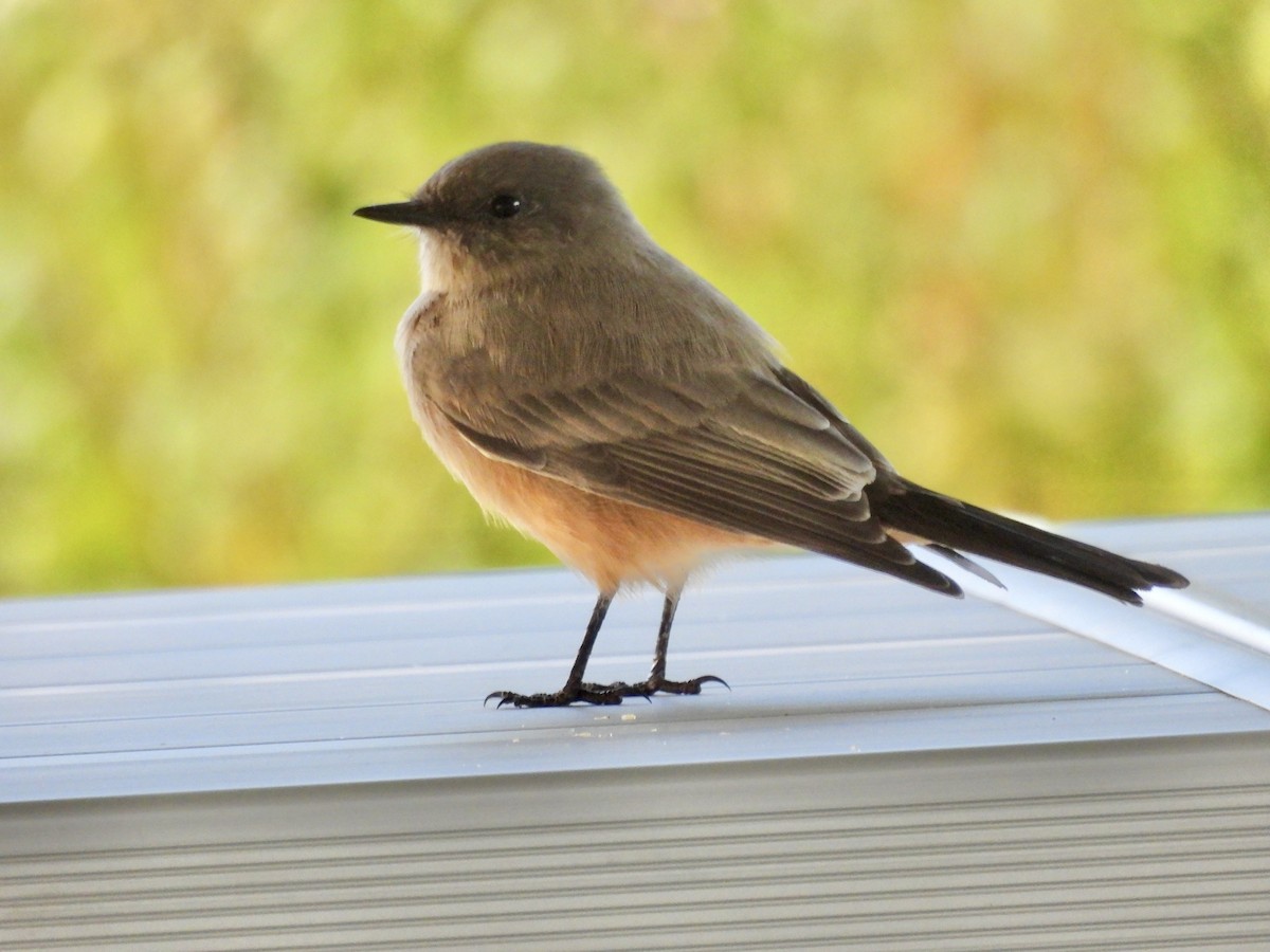 Say's Phoebe - ML641854472