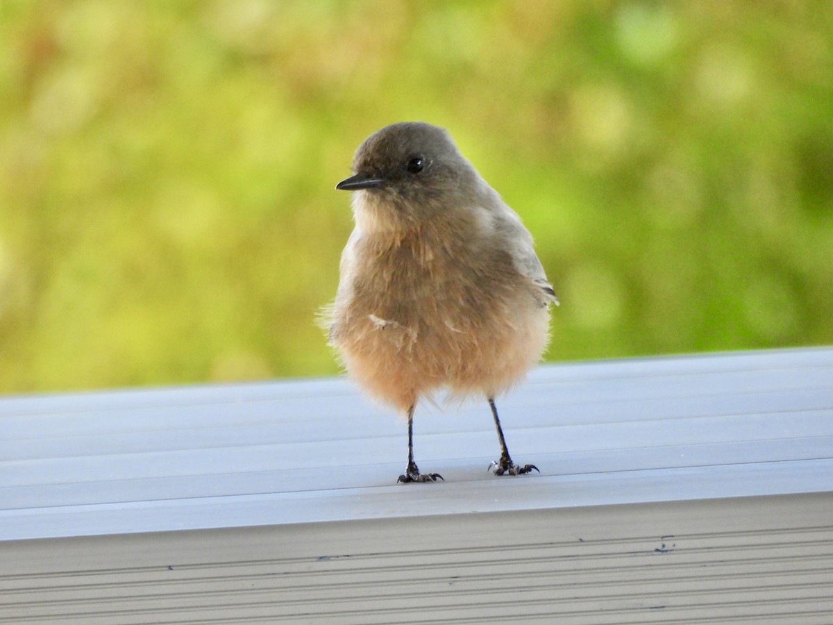 Say's Phoebe - ML641854473