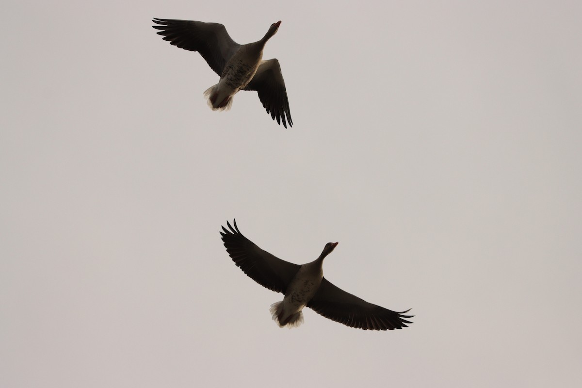 Graylag Goose (European) - ML641854523