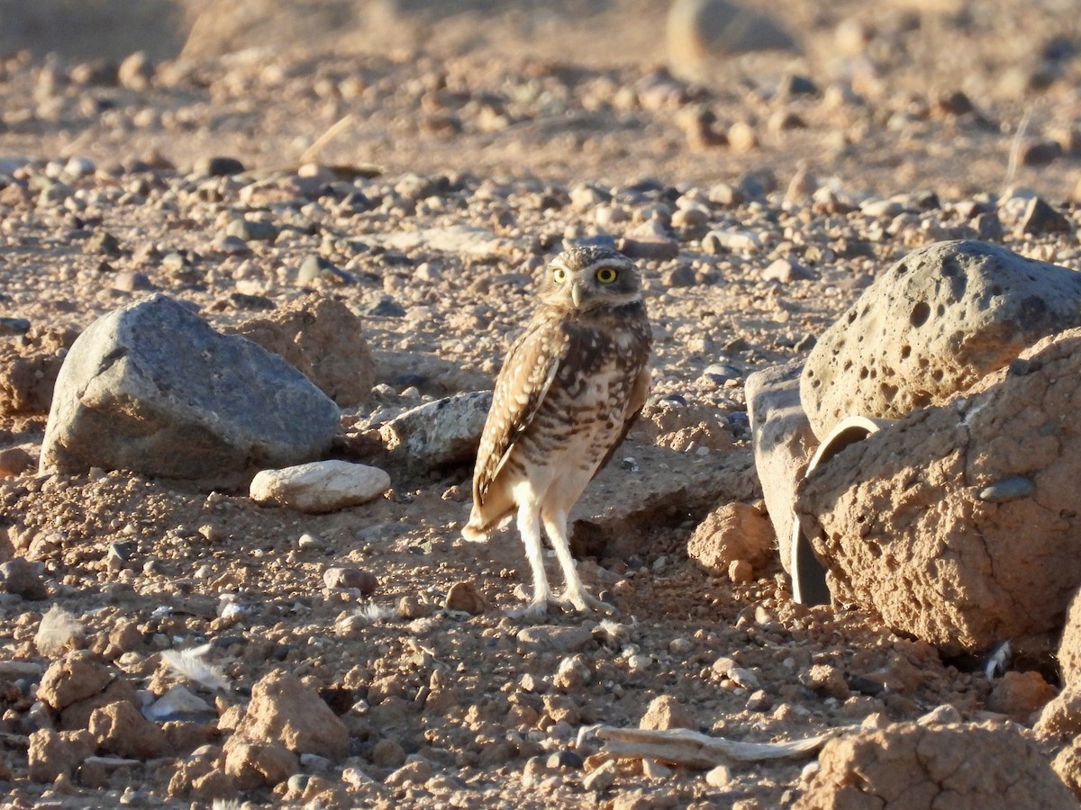 Burrowing Owl - ML641854526