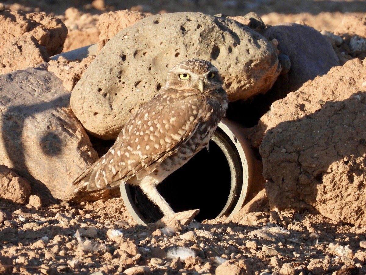 Burrowing Owl - ML641854528