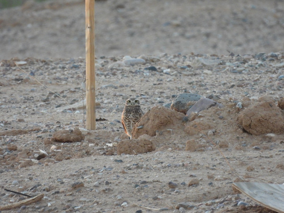 Burrowing Owl - ML641854529