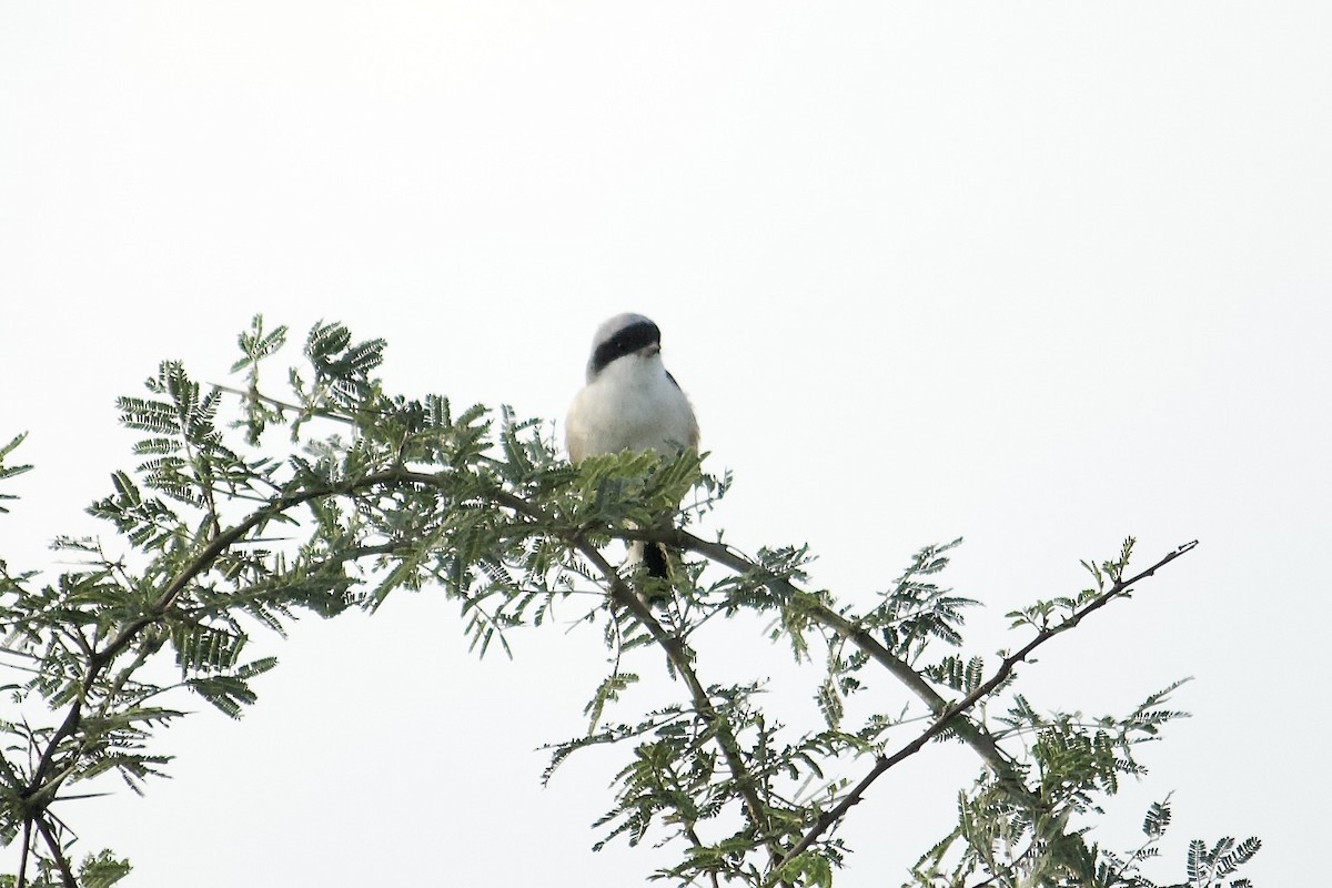 Bay-backed Shrike - ML641854577