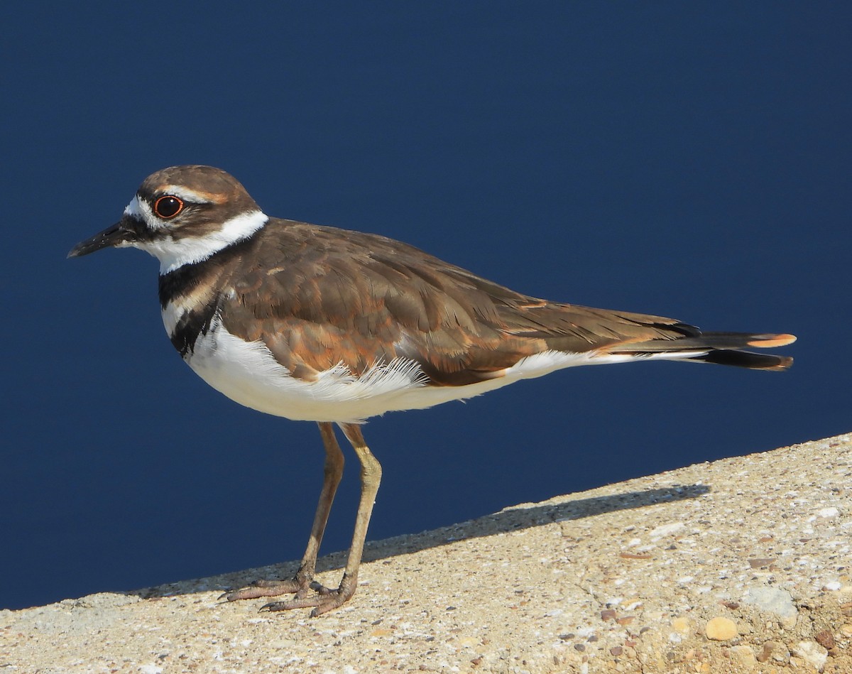 Killdeer - ML641854591