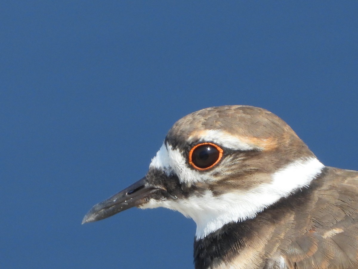 Killdeer - ML641854592