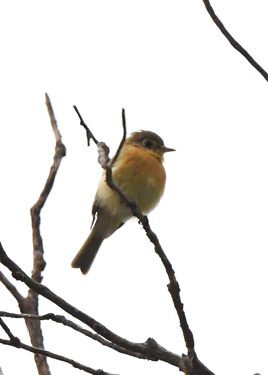 Buff-breasted Flycatcher - ML641854598