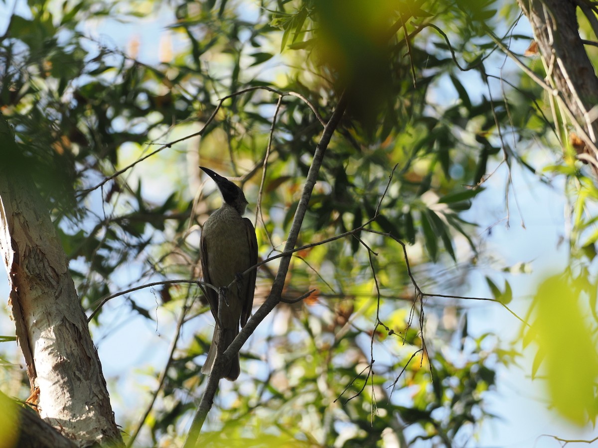 Helmeted Friarbird (Arnhem Land) - ML641854619