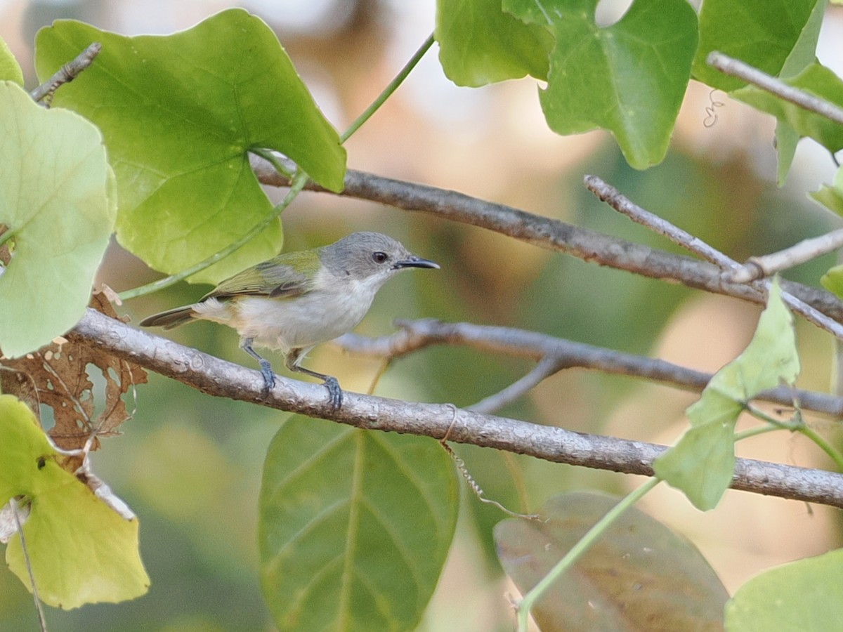 Green-backed Gerygone - ML641854624