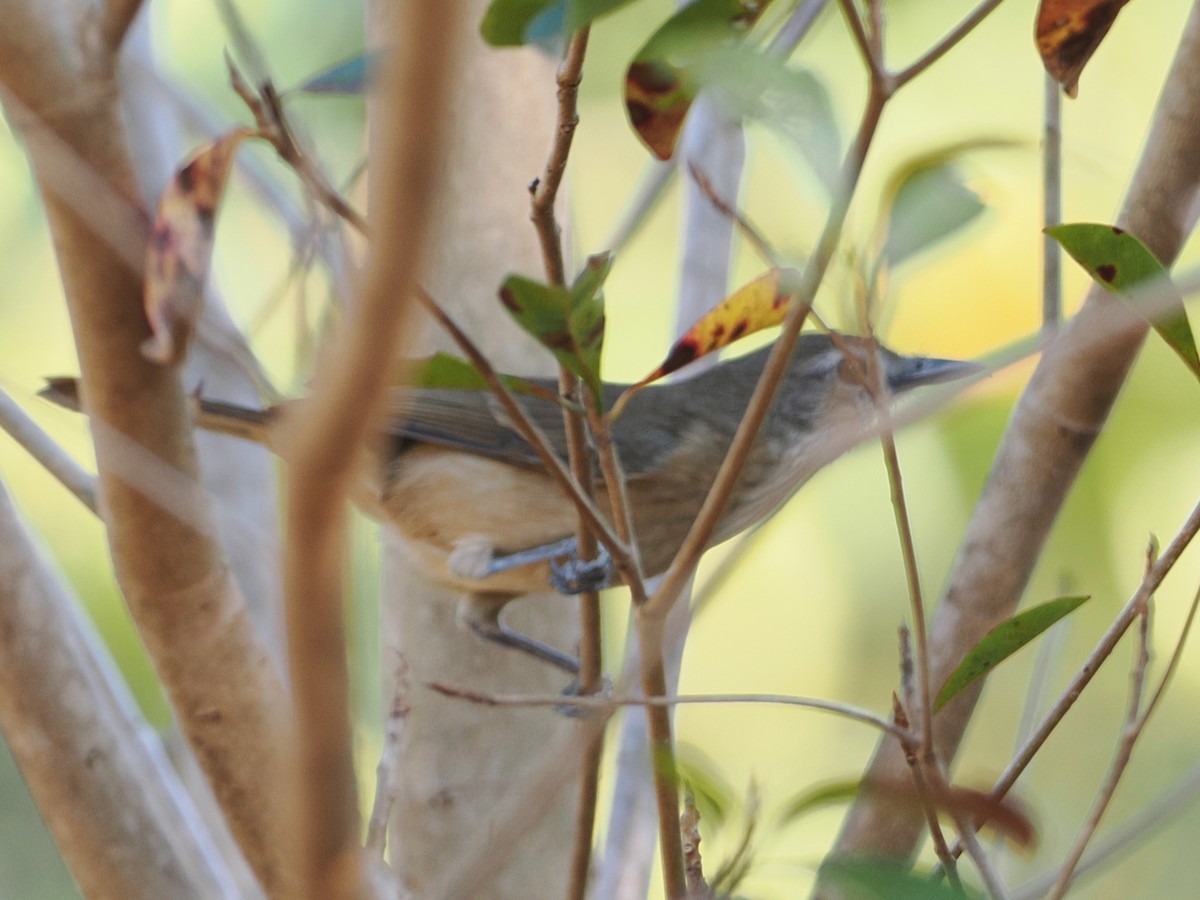 Arafura Shrikethrush - ML641854630