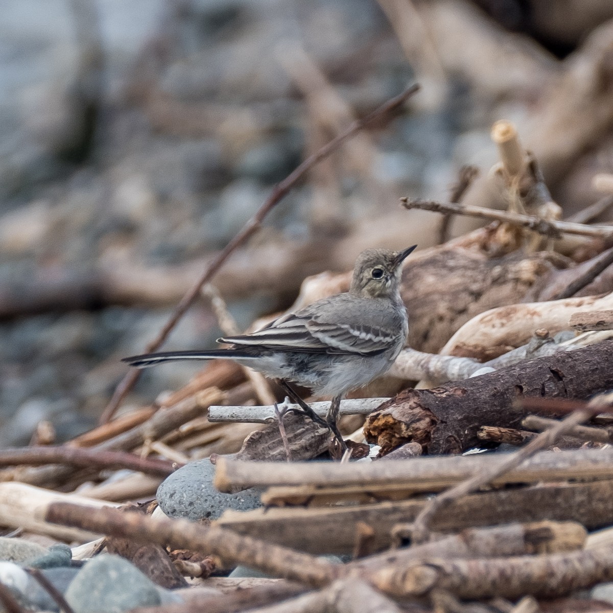 White Wagtail - ML641854631
