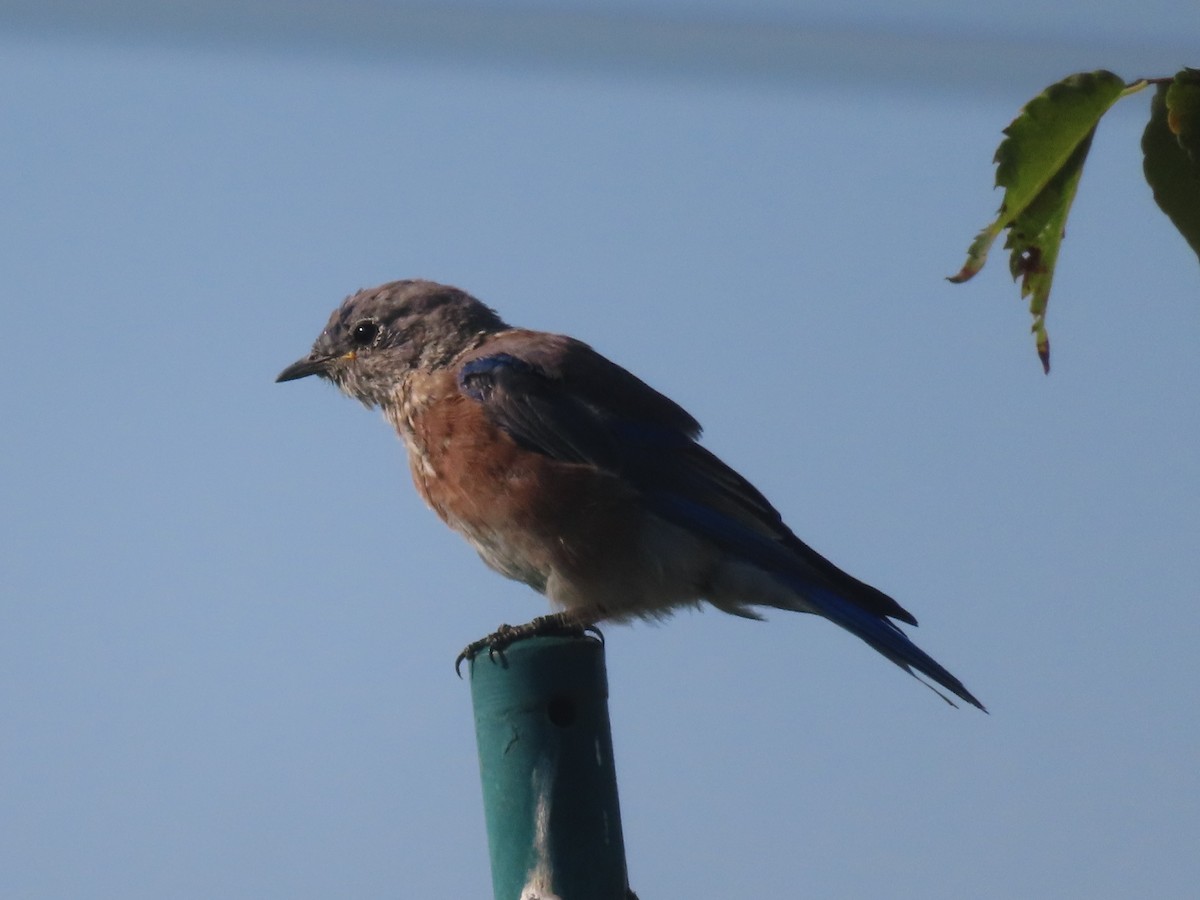 Western Bluebird - ML641854651