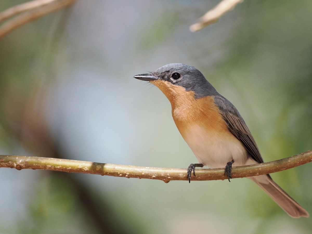 Leaden Flycatcher - ML641854659