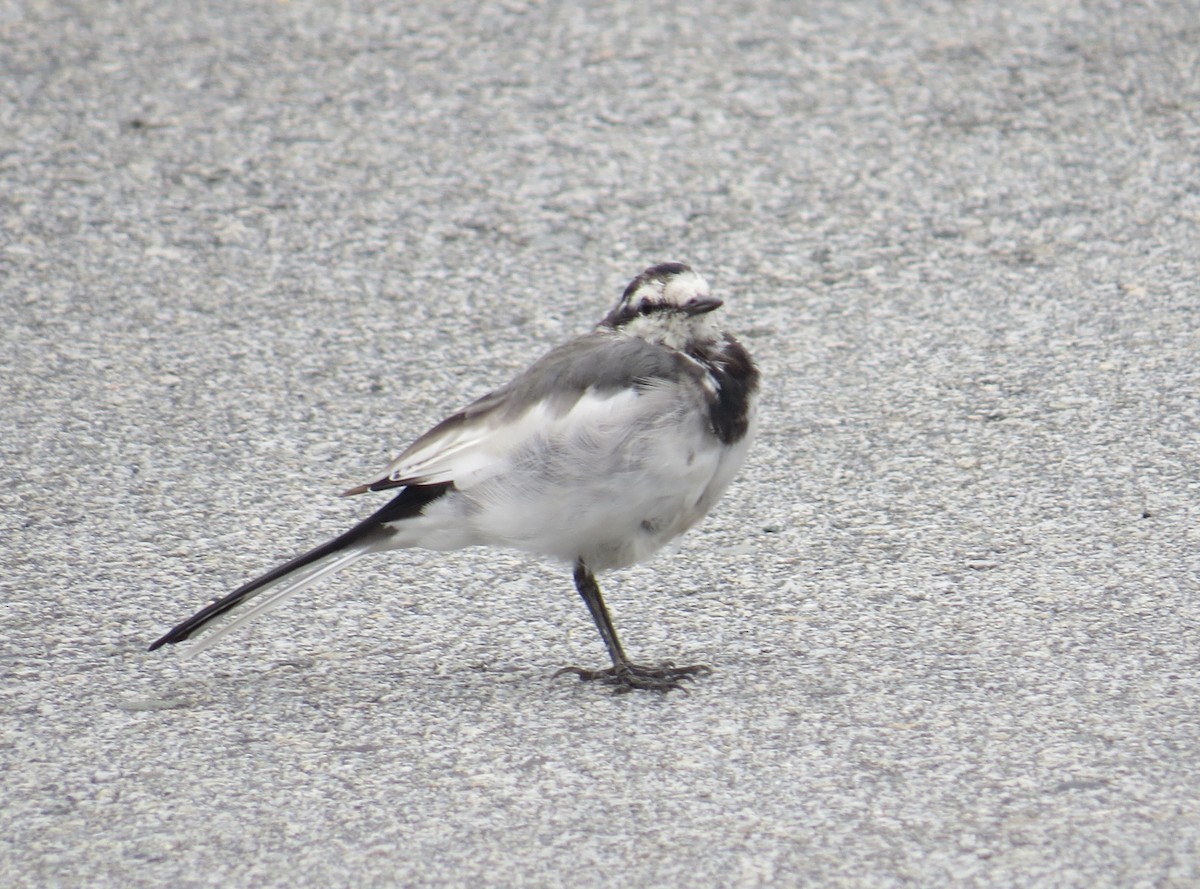 White Wagtail - ML641854661
