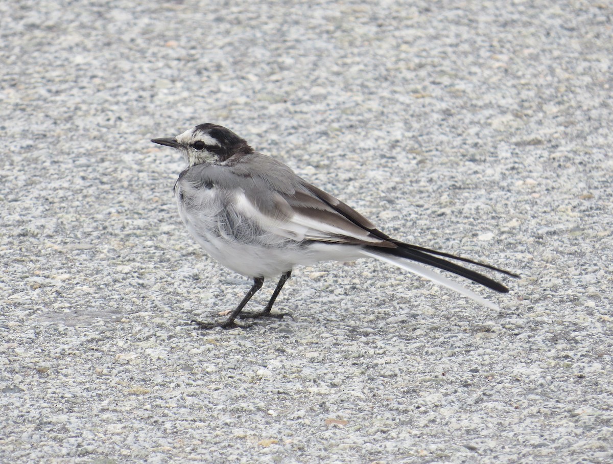 White Wagtail - ML641854662