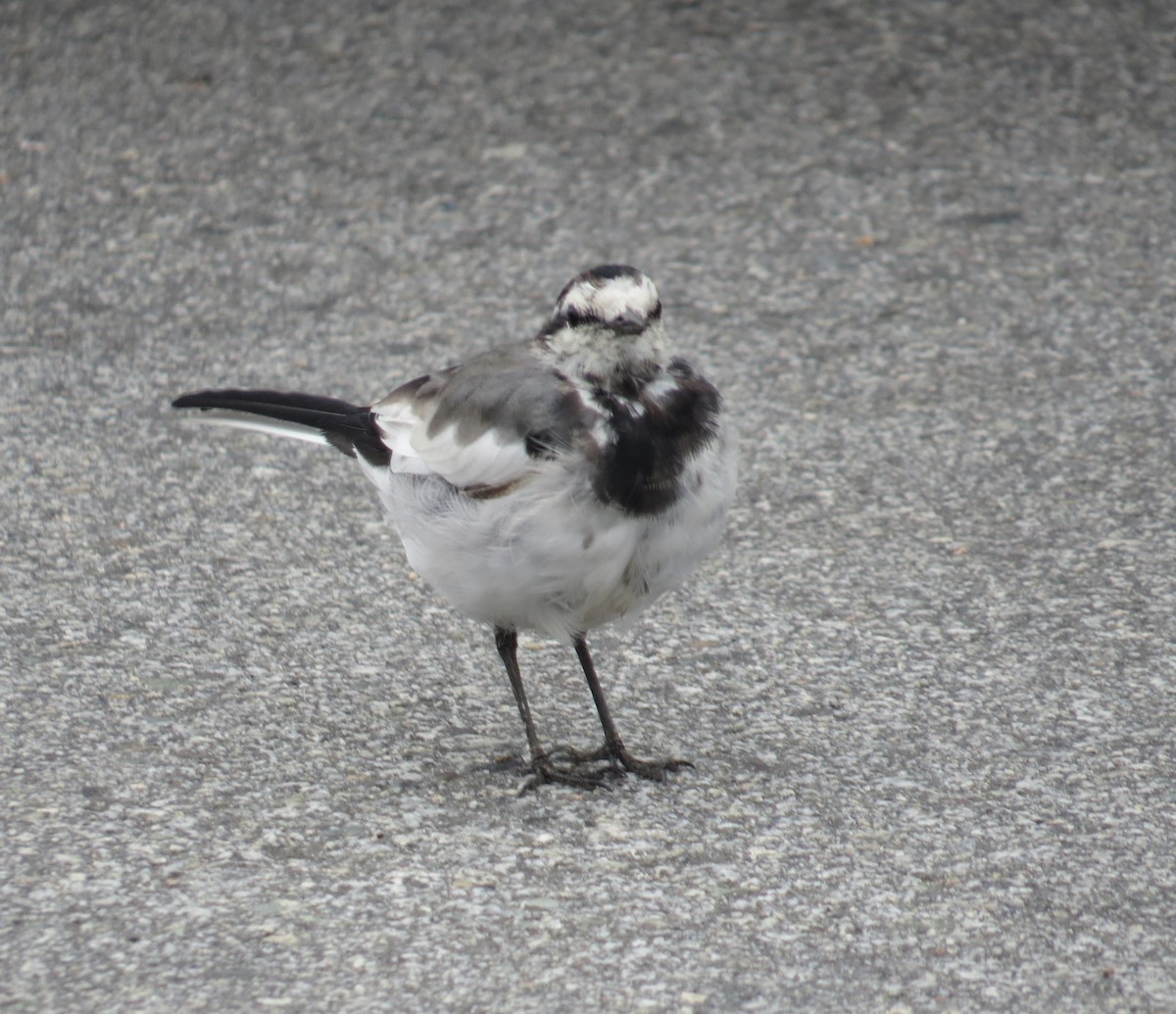 White Wagtail - ML641854663