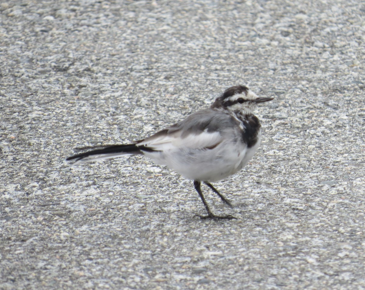White Wagtail - ML641854664