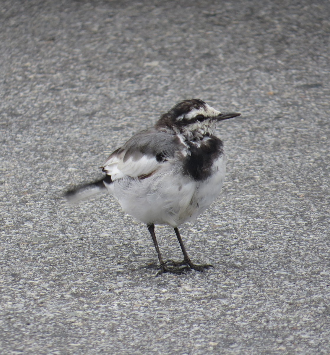 White Wagtail - ML641854665