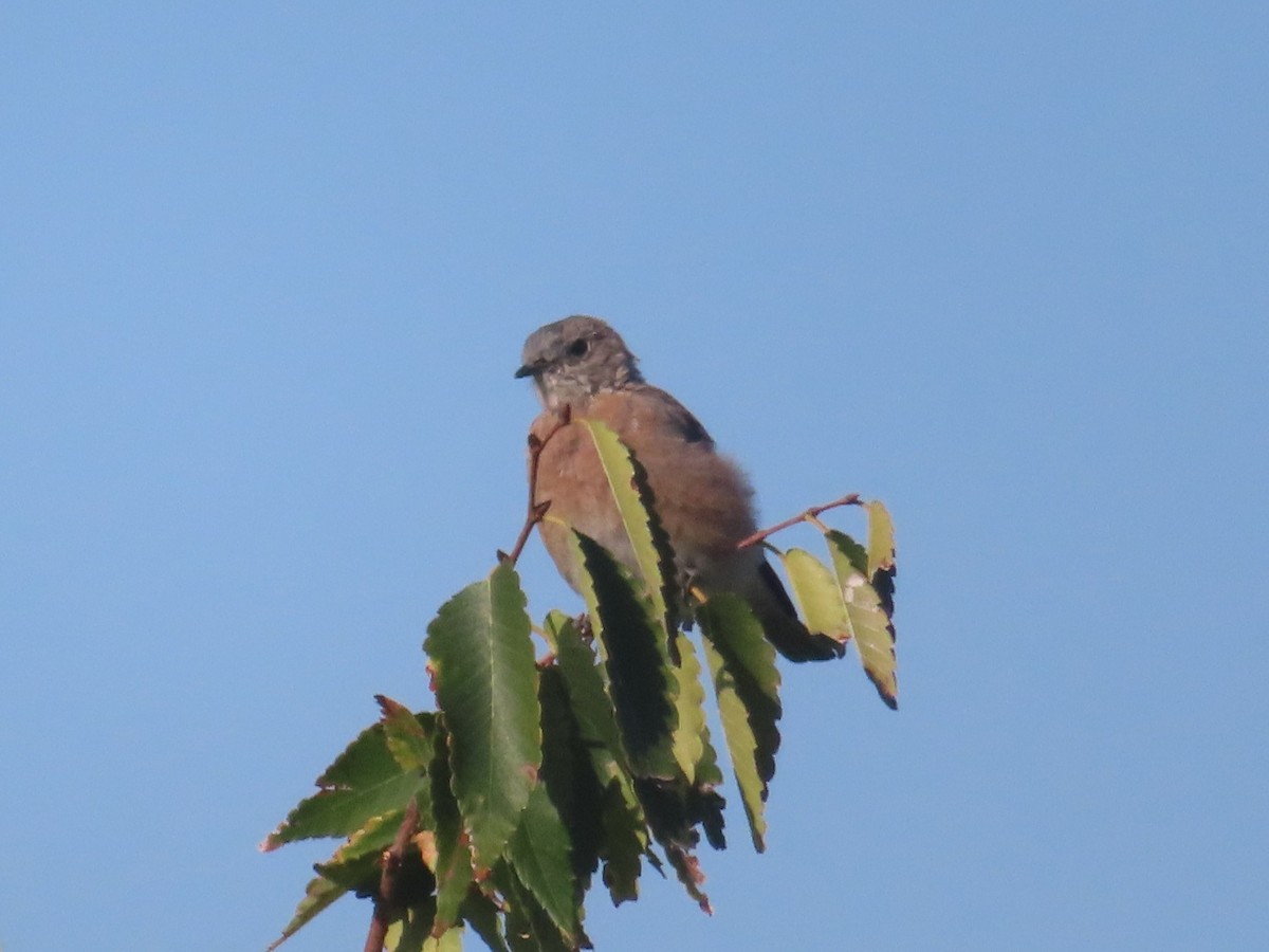 Western Bluebird - ML641854686