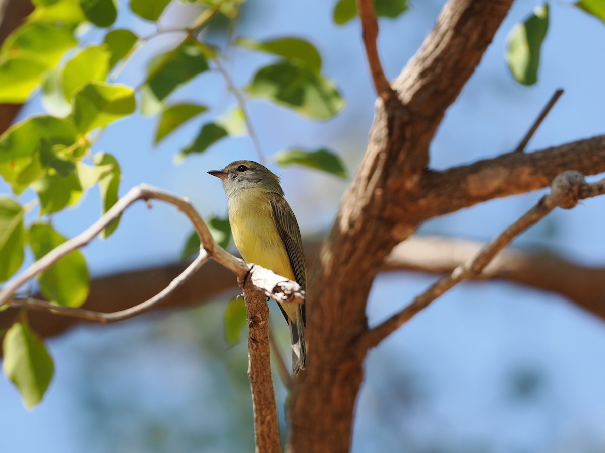 Lemon-bellied Flyrobin - ML641854705