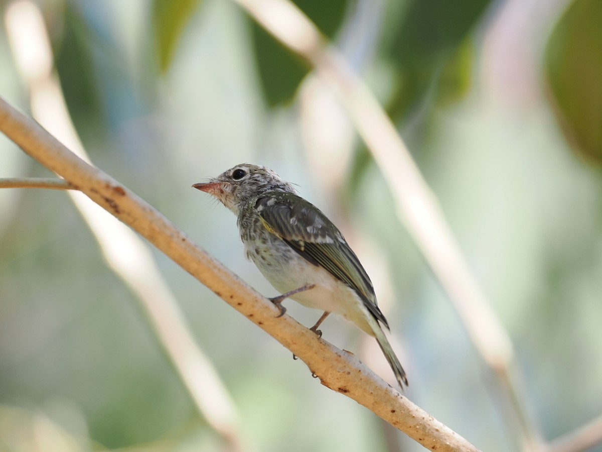 Lemon-bellied Flyrobin - ML641854706