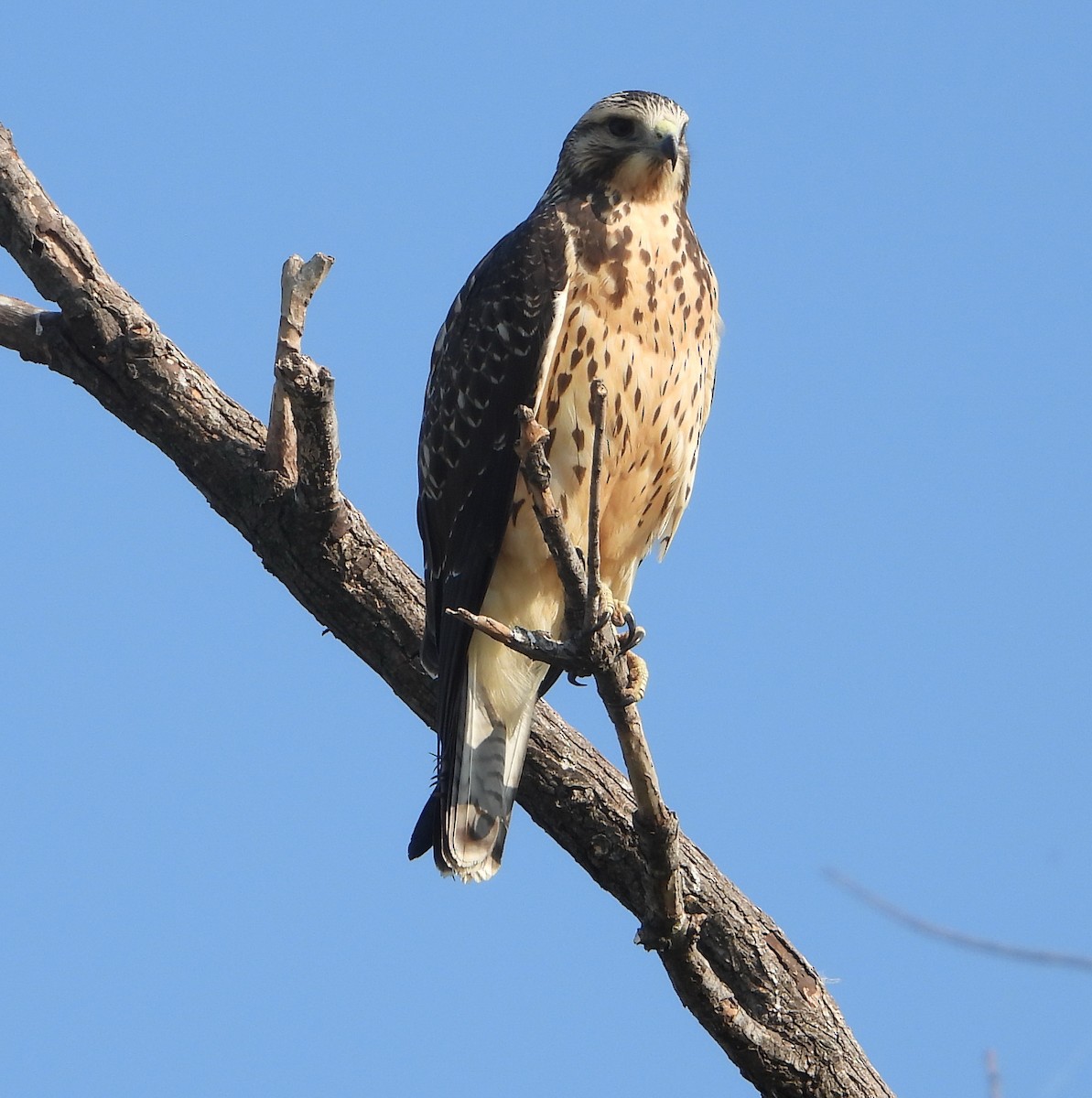 Swainson's Hawk - ML641854728