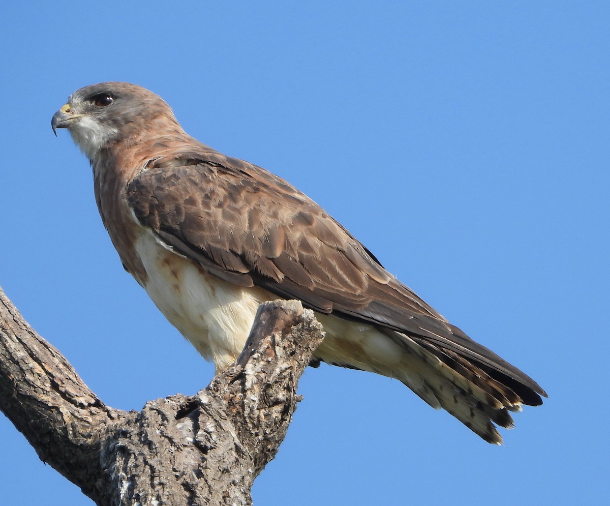 Swainson's Hawk - ML641854729