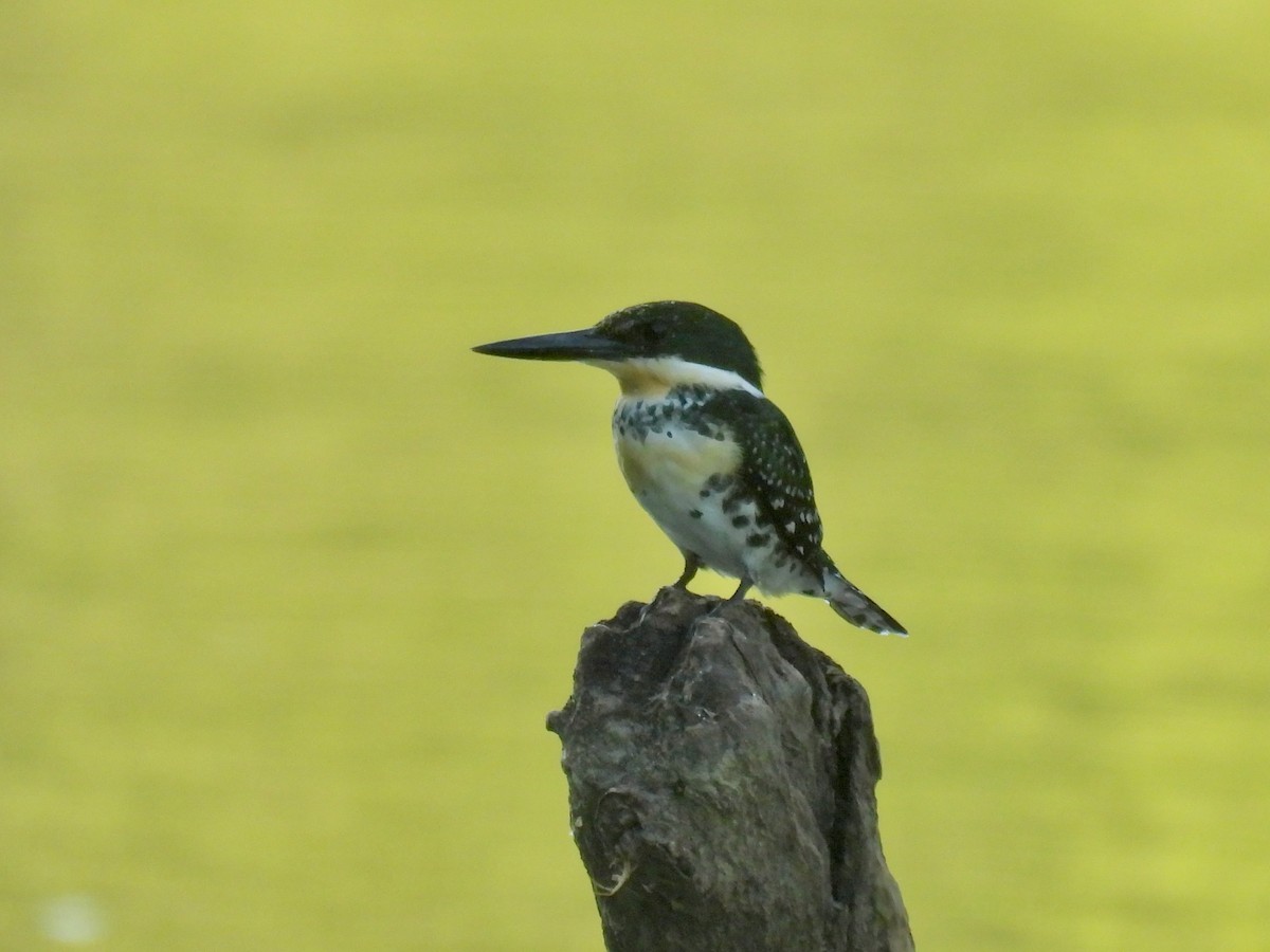 Green Kingfisher - ML641854733