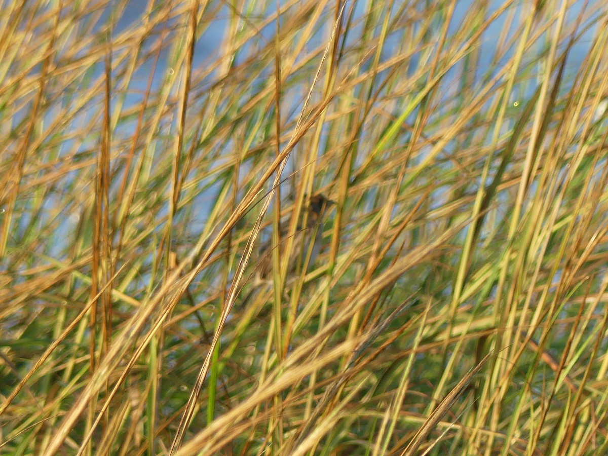 Saltmarsh Sparrow - ML641854771