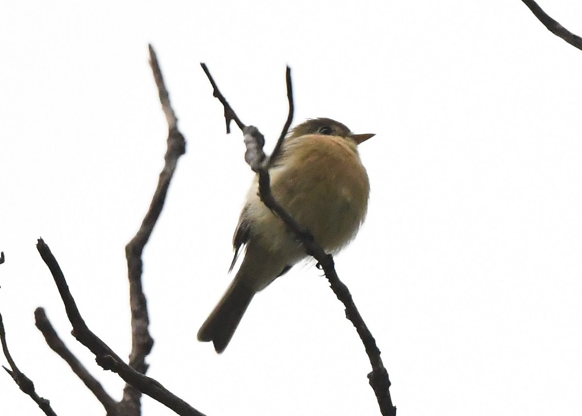 Buff-breasted Flycatcher - ML641854789