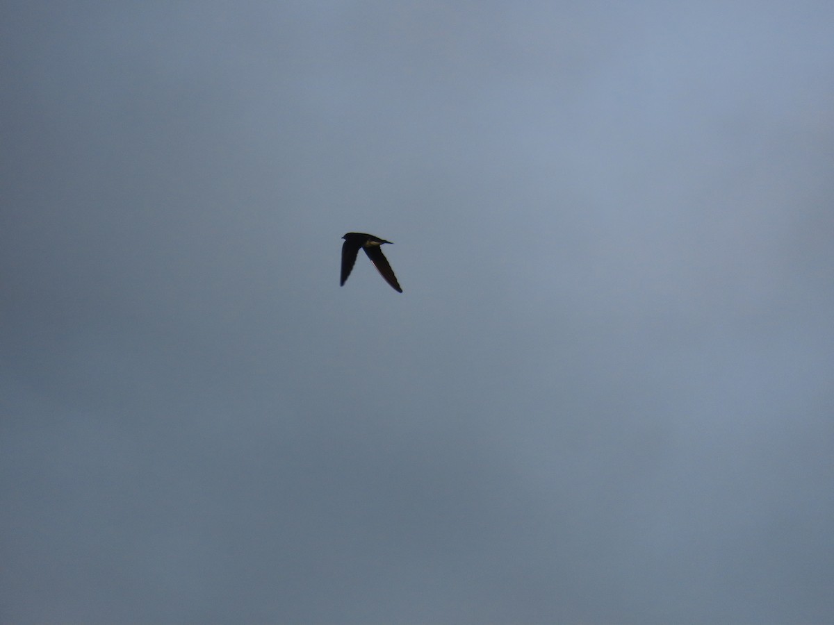 Pacific Swallow - ML641854800