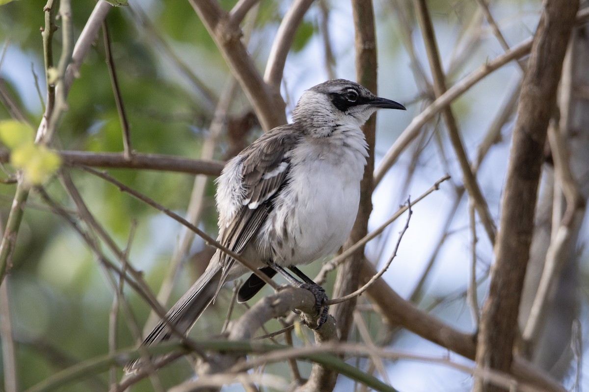 Galapagos Mockingbird - ML641854835