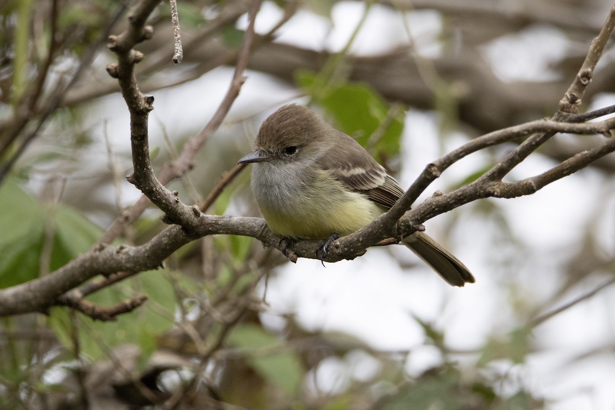 Galapagos Flycatcher - ML641854848