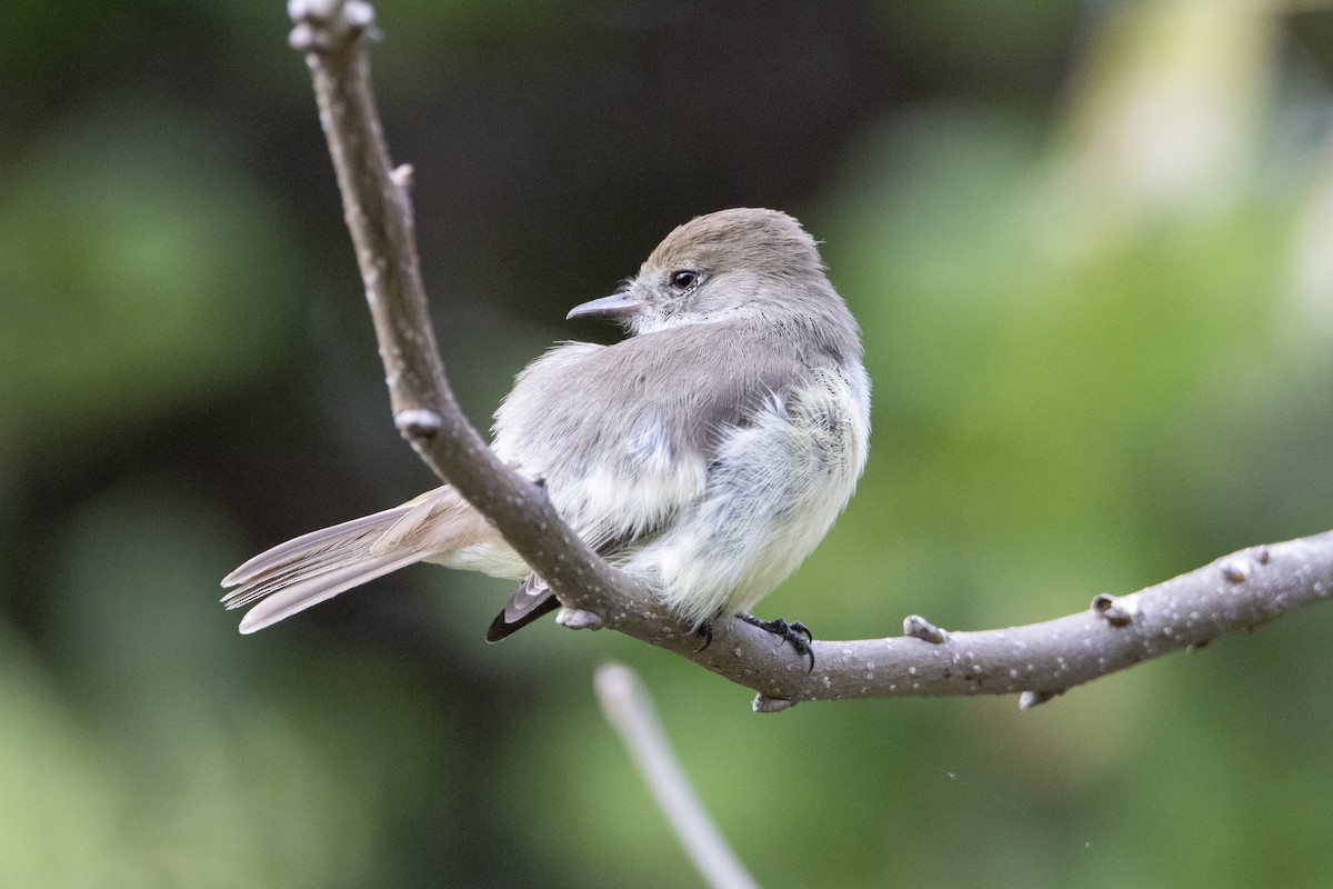 Galapagos Flycatcher - ML641854849