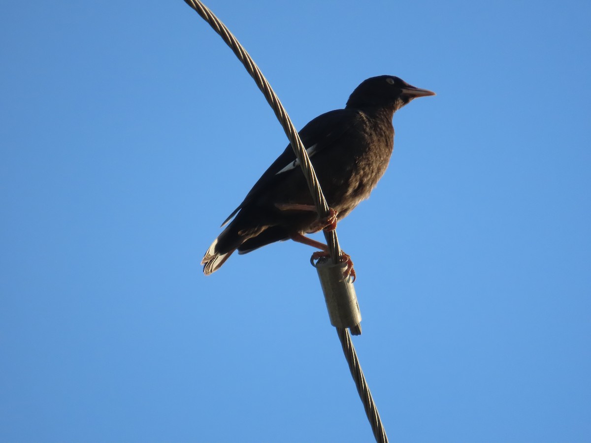 Crested Myna - ML641854870