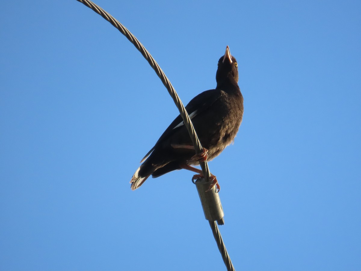 Crested Myna - ML641854871