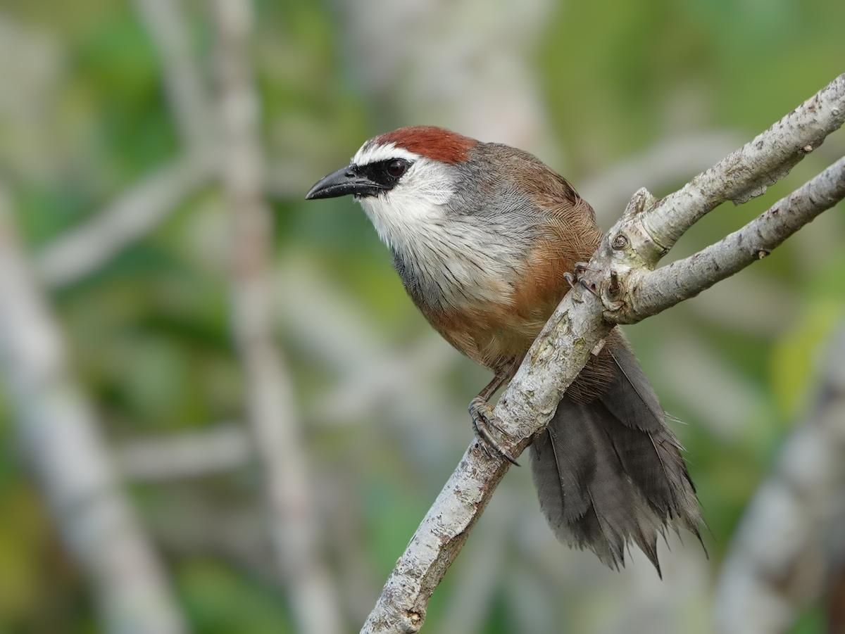 Chestnut-capped Babbler - ML641854873
