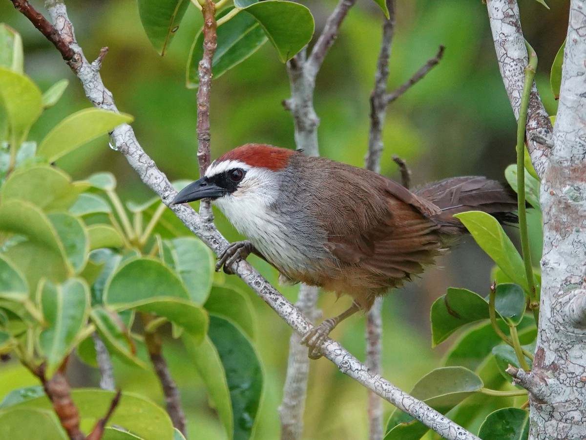 Chestnut-capped Babbler - ML641854874