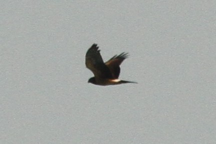 moták severoamerický - ML641854883
