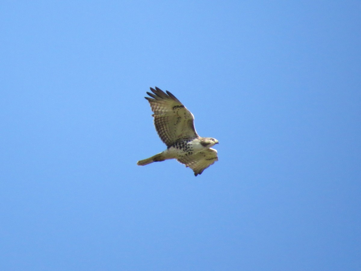 Rotschwanzbussard - ML641854946