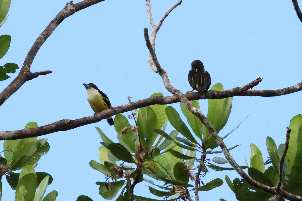 Five-colored Barbet - ML641854957