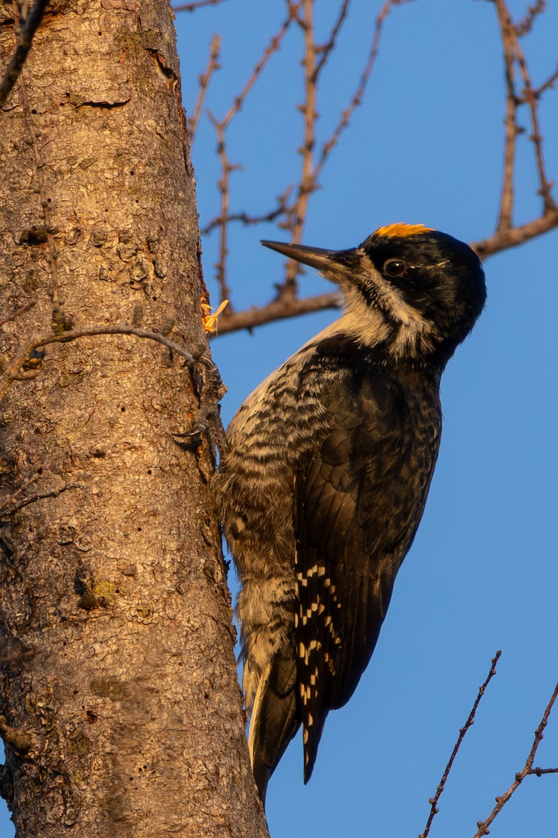 Black-backed Woodpecker - ML641854961