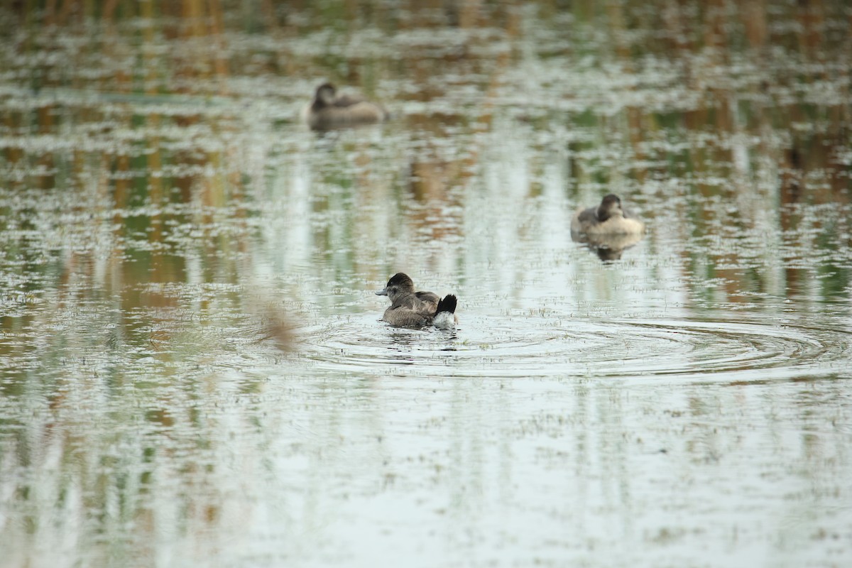 Ruddy Duck - ML641854969