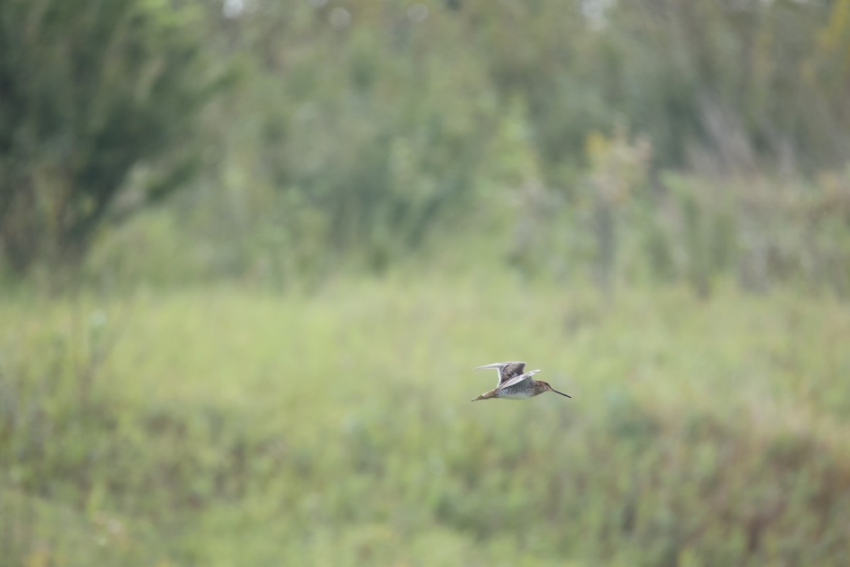 Wilson's Snipe - ML641854979