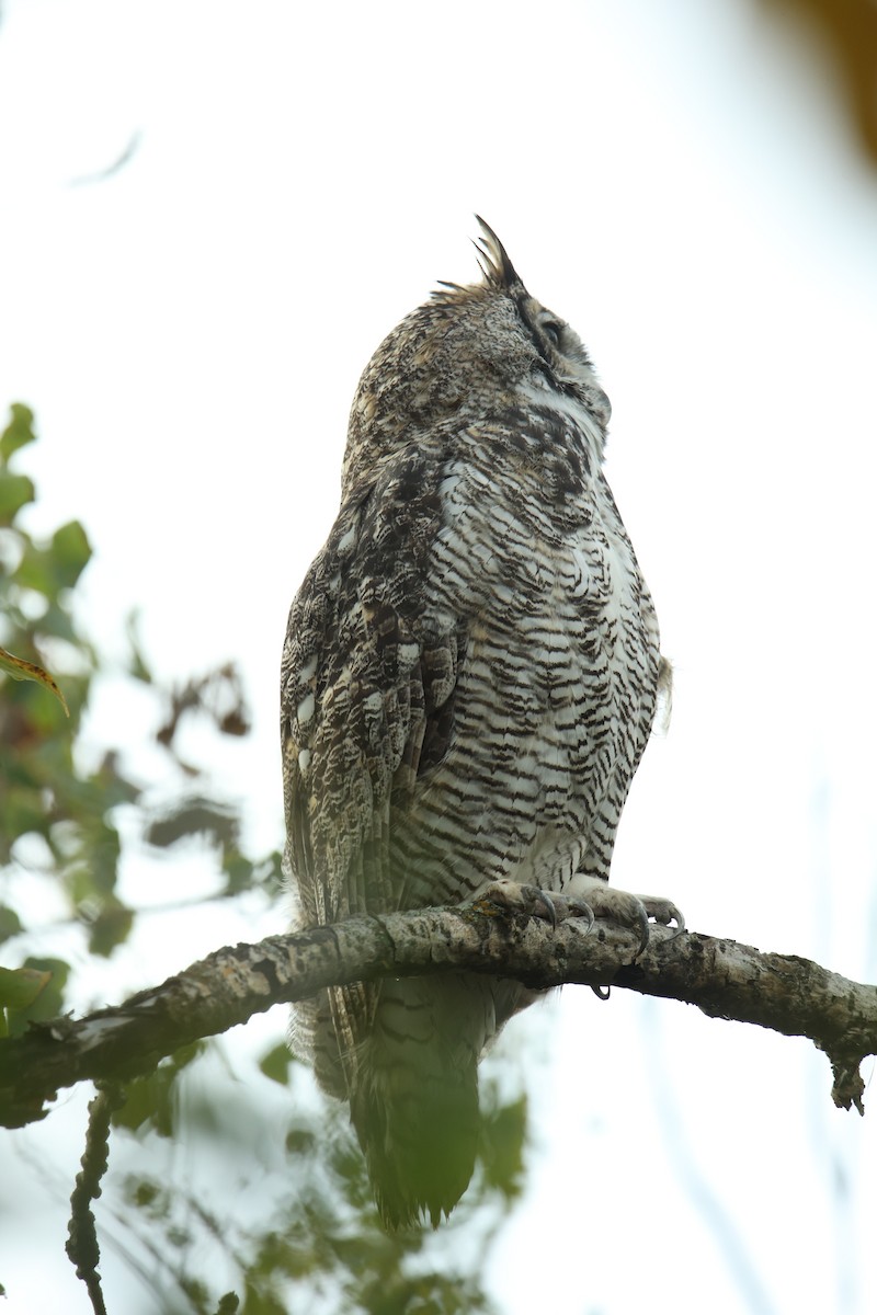 Great Horned Owl - ML641854992