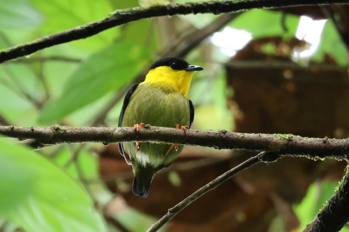 Golden-collared Manakin - ML641854995