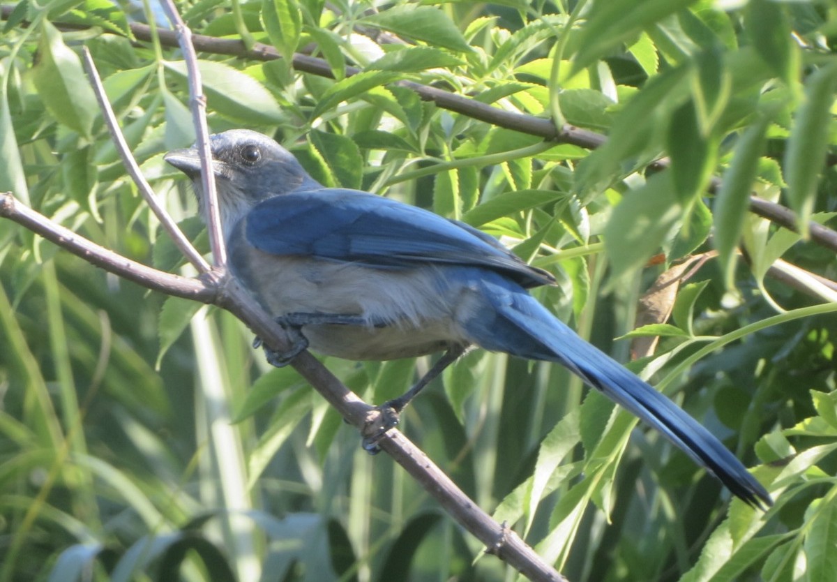 Florida Scrub-Jay - ML641855002