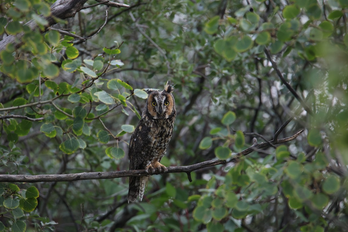 Long-eared Owl - ML641855008