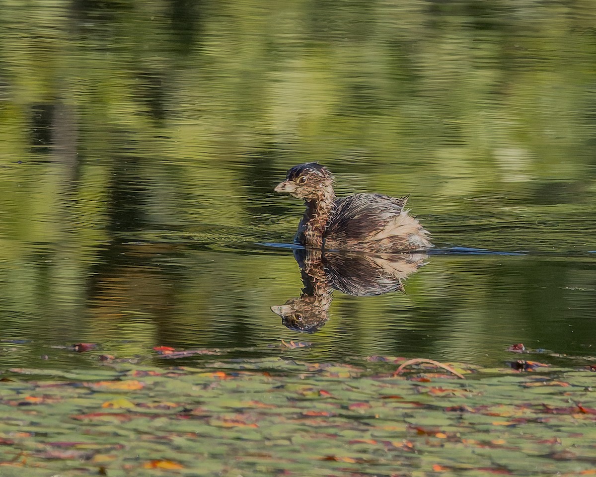 Pied-billed Grebe - ML641855011